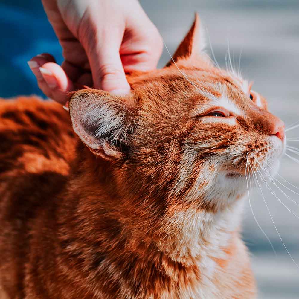 biotina para gatos